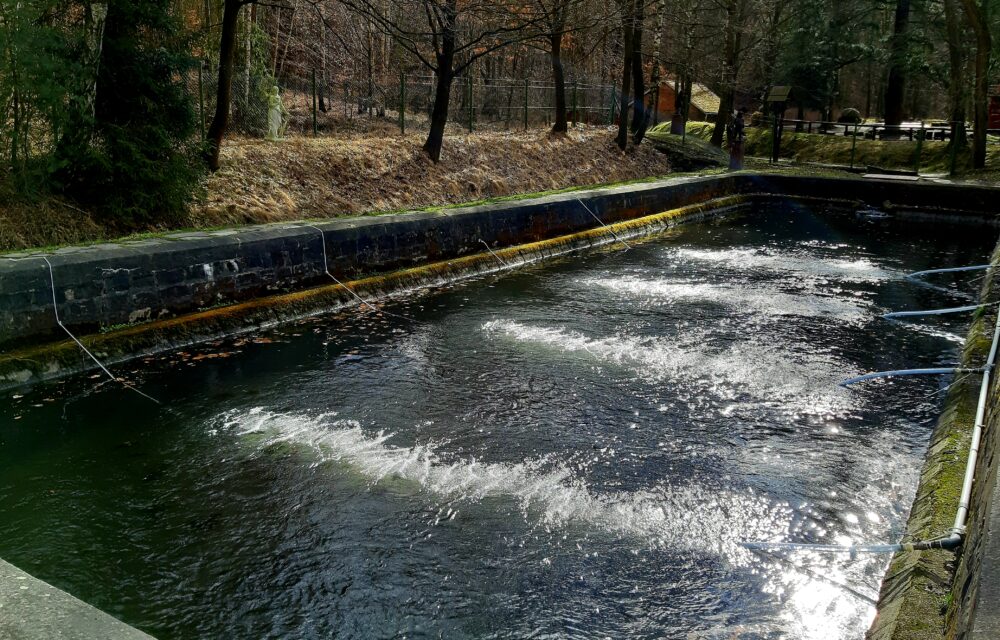 Trout farm Bělá