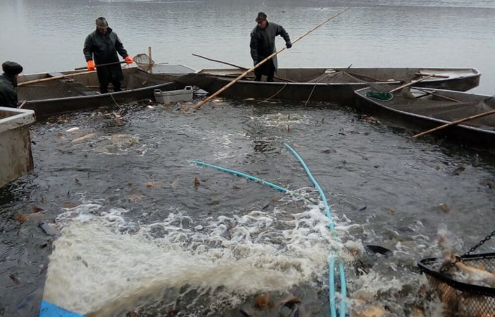 Рыбоводство Třeboň – мобильная установка -поймание рыбу из пруда | Kubíček VHS