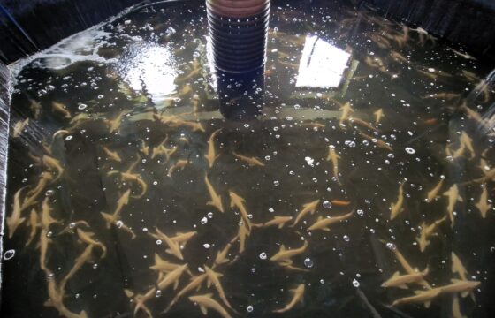 Mydlovary Fish Hatchery