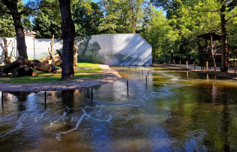 Zoological and Botanical Garden of Pilsen – Exposition of Chimpanzees