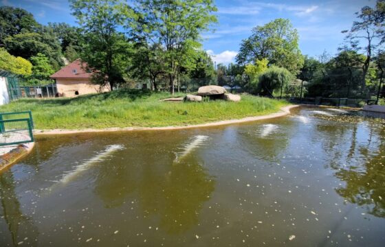 Zoologická a botanická zahrada města Plzně – Expozice lvů | Kubíček VHS