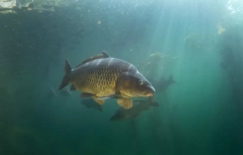 Světový den rybářství (2025)