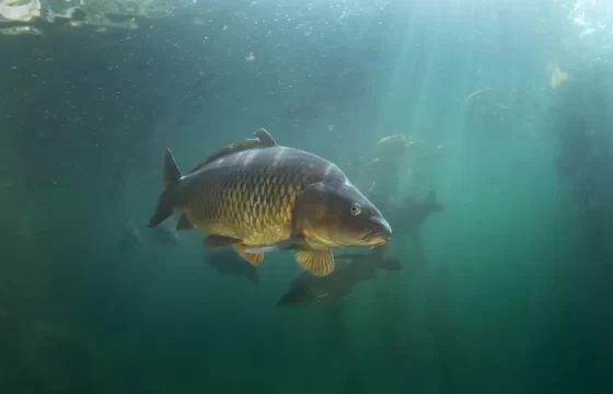 Světový den rybářství (2025)