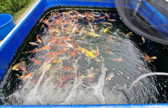 ALCEDOR – Koi carp breeding | Kubíček VHS