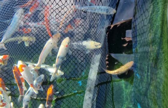 ALCEDOR – Koi carp breeding | Kubíček VHS