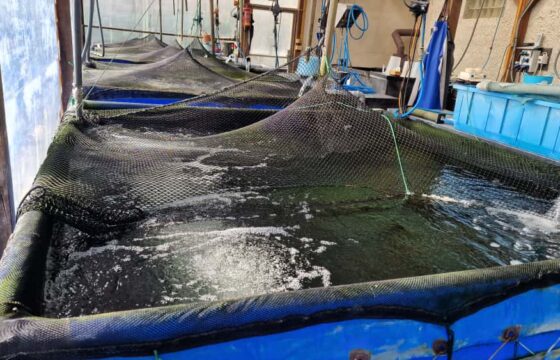 ALCEDOR – Koi carp breeding | Kubíček VHS