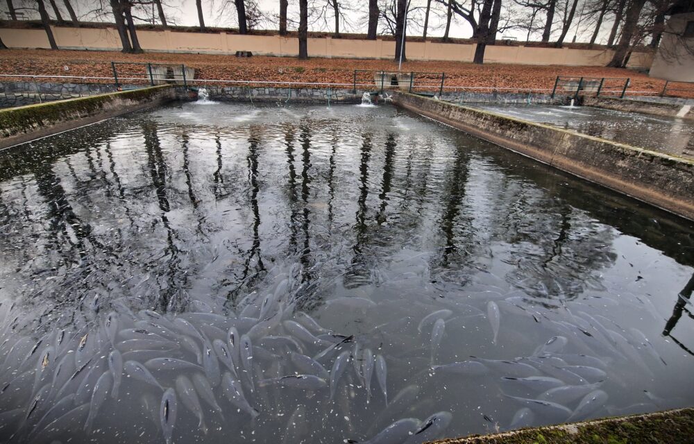 Vánoční kapr a zakončení roku 2025 | Kubíček VHS