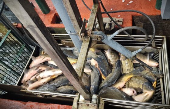 Vánoční kapr a zakončení roku 2025 | Kubíček VHS