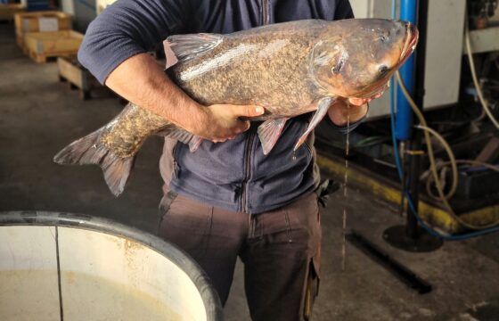 Vánoční kapr a zakončení roku 2025 | Kubíček VHS